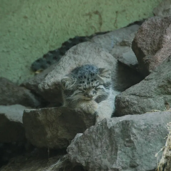 A photograph of Boris Ⅱ in Budapest Zoo & Botanical Garden