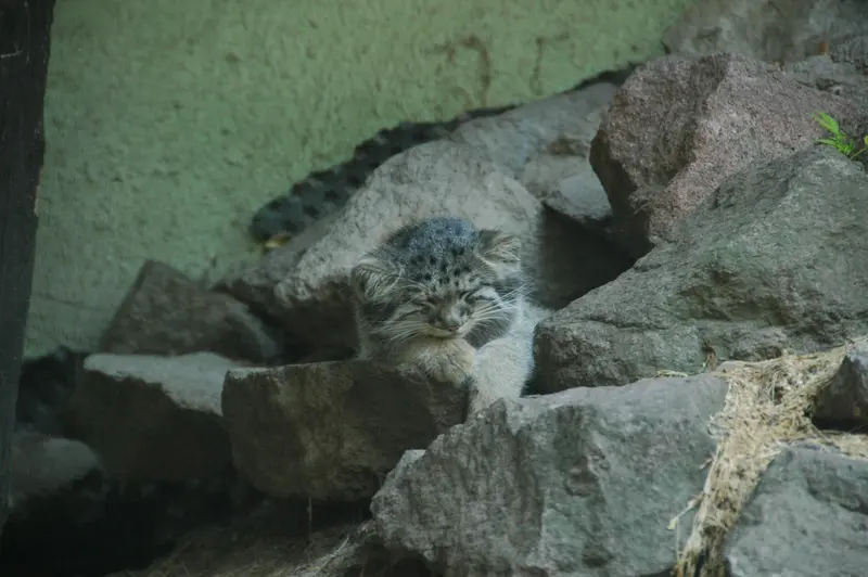 A photograph of Boris Ⅱ in Budapest Zoo & Botanical Garden