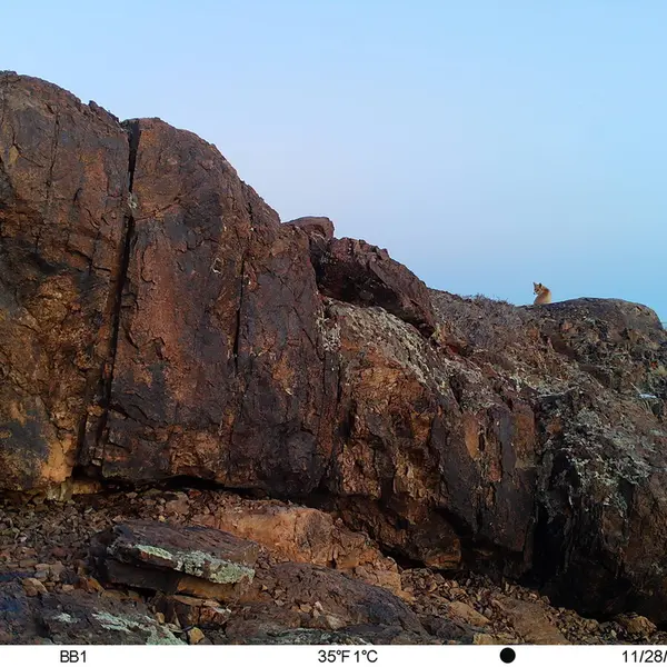 A photograph of Red fox from Aktas-Kunkora camera trap