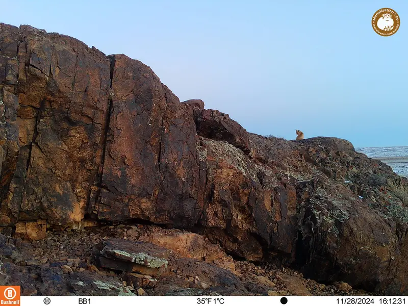 A photograph of Red fox from Aktas-Kunkora camera trap