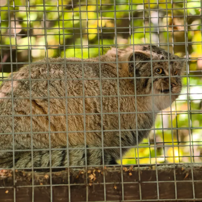 A photograph of Kitten of Alani b.2026 Ⅰ in Košice Zoo