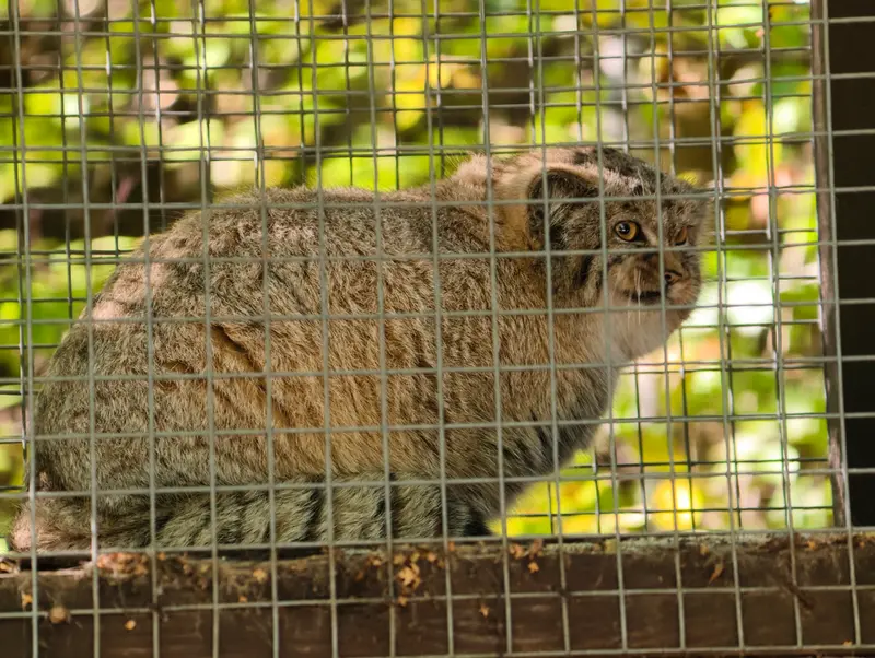 A photograph of Kitten of Alani b.2026 Ⅰ in Košice Zoo