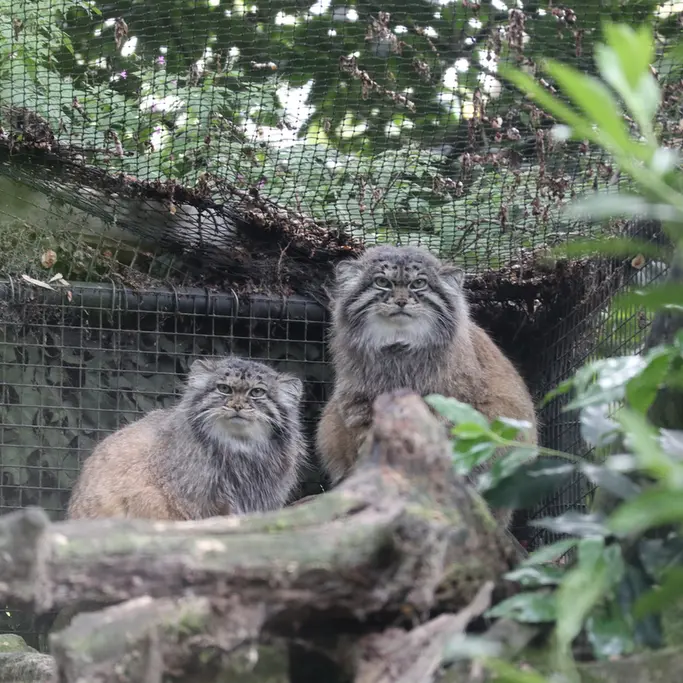 A photograph of Norbu and Poes in Rotterdam Zoo