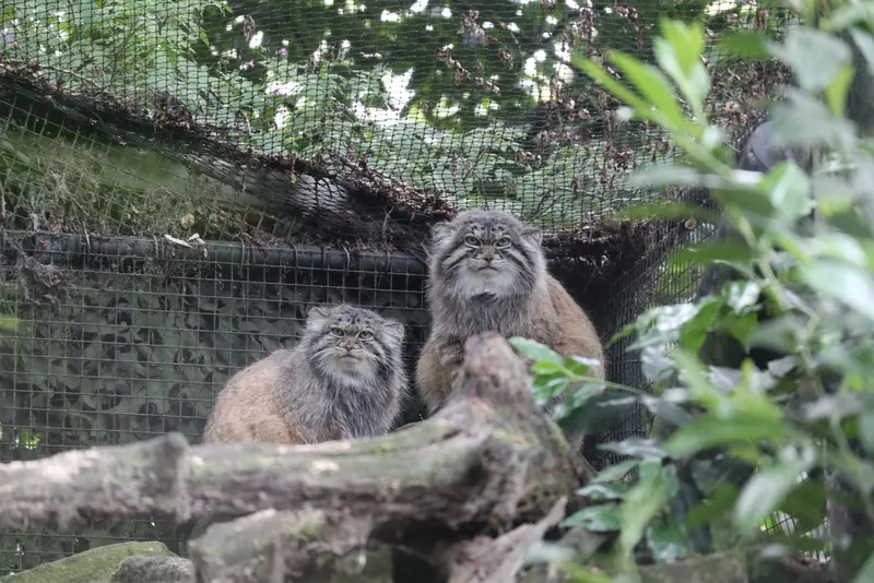 A photograph of Norbu and Poes in Rotterdam Zoo