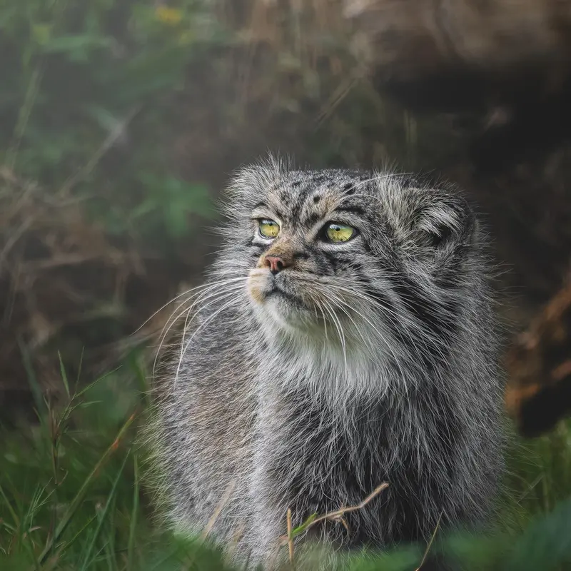 A photograph of Atlan in Port Lympne Wild Animal Park