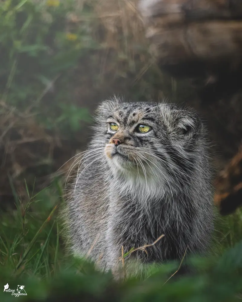 A photograph of Atlan in Port Lympne Wild Animal Park