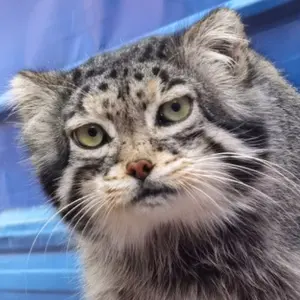 Sun Simiao the Pallas's cat from Qinghai-Tibet Plateau Wildlife Zoo
