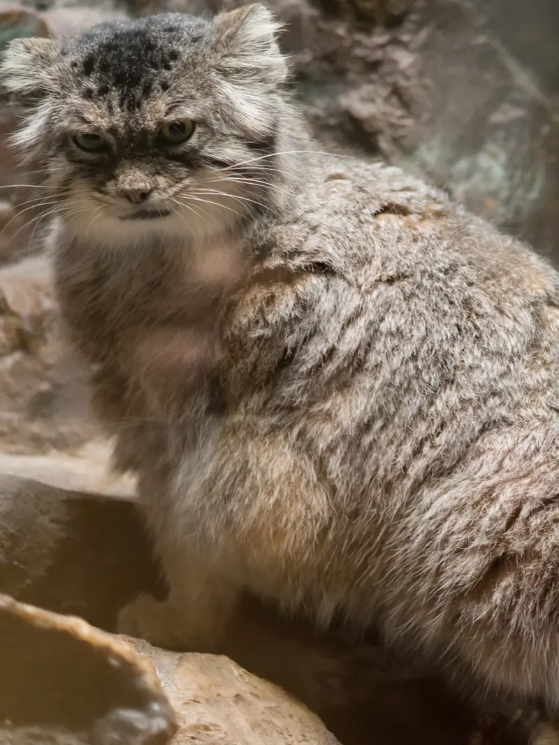 A photograph of Primula in Ueno Zoological Gardens