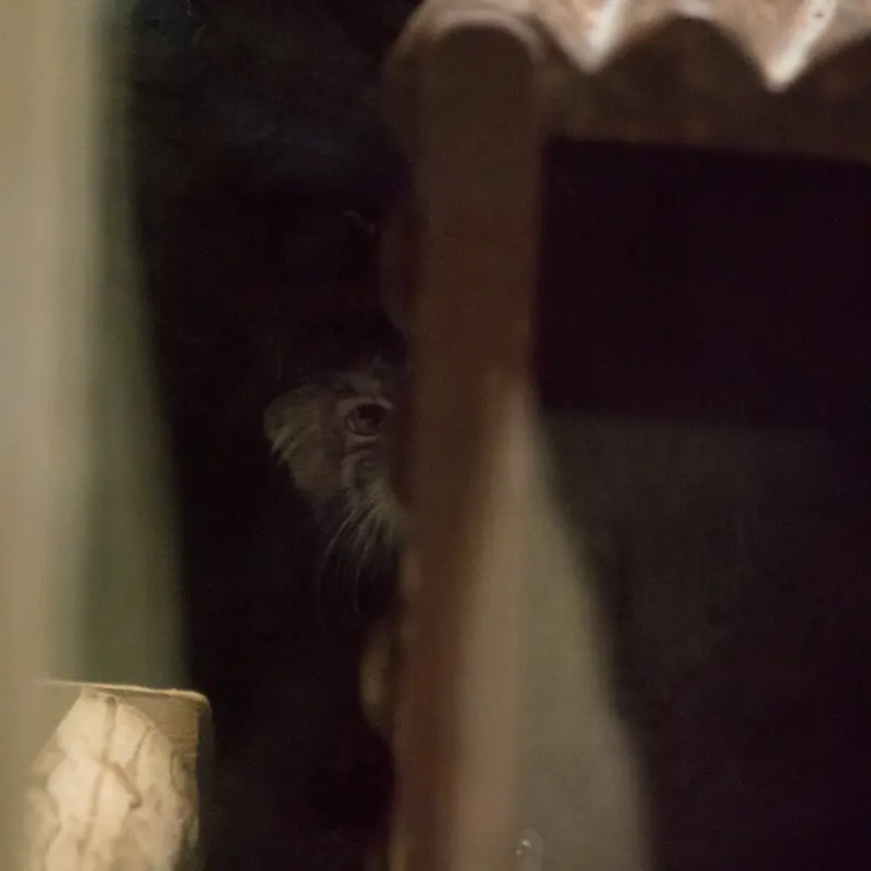 A photograph of Shafran in Ueno Zoological Gardens