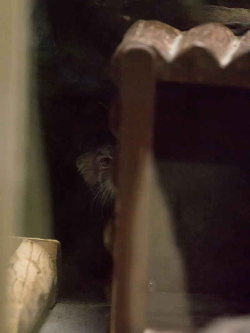 A photograph of Shafran in Ueno Zoological Gardens