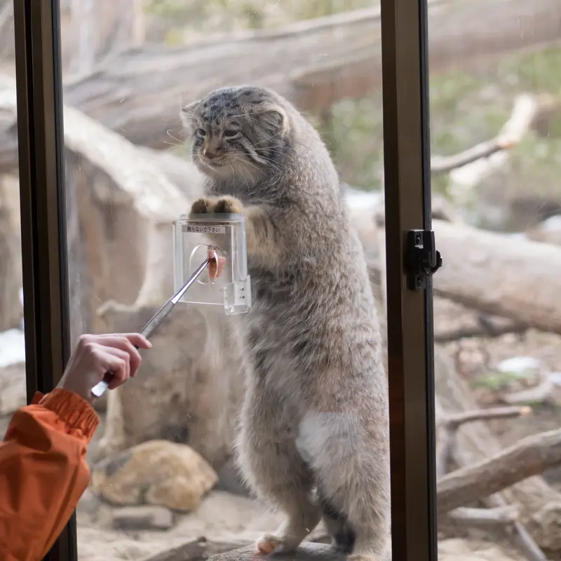 A photograph of Nagomu in Nasu Animal Kingdom