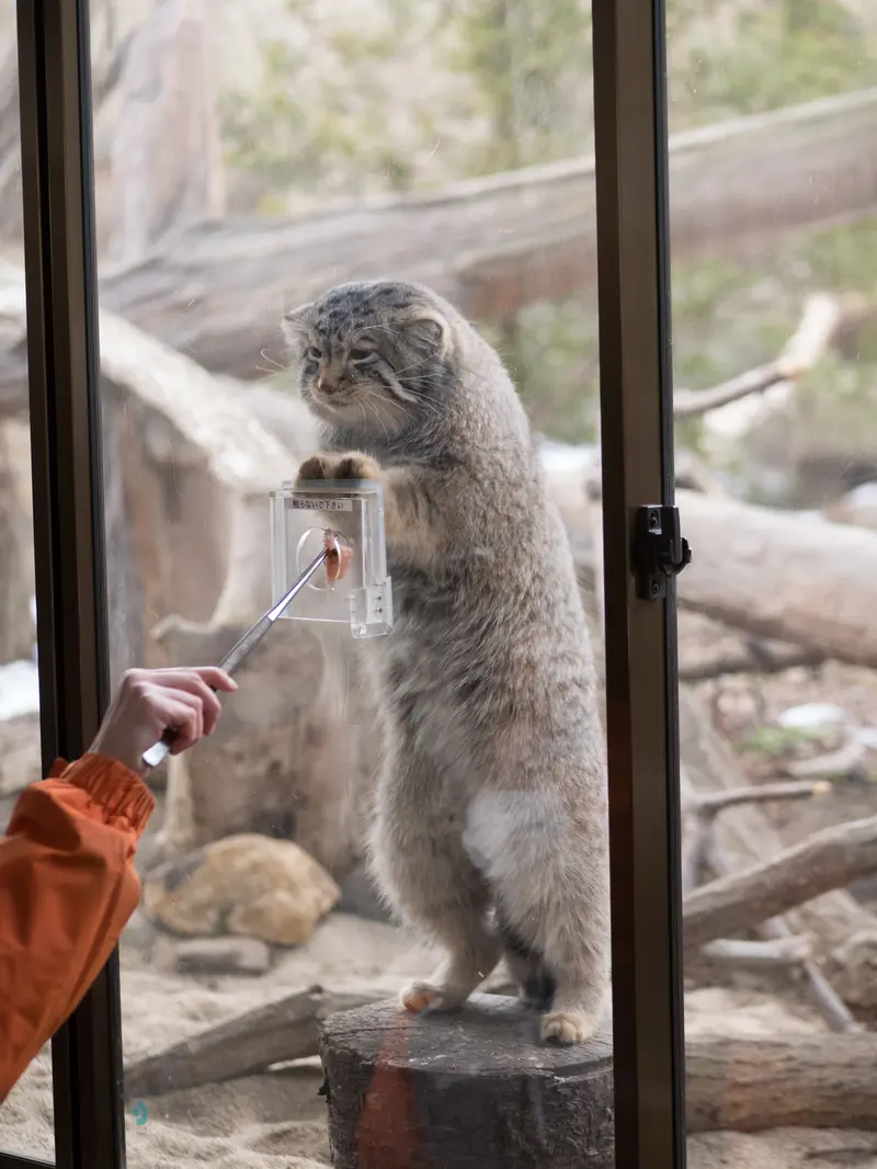 A photograph of Nagomu in Nasu Animal Kingdom