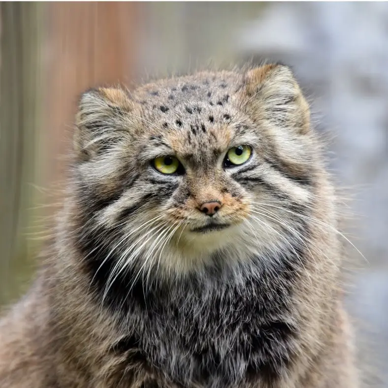 A photograph of Ruby in Binghamton Zoo at Ross Park