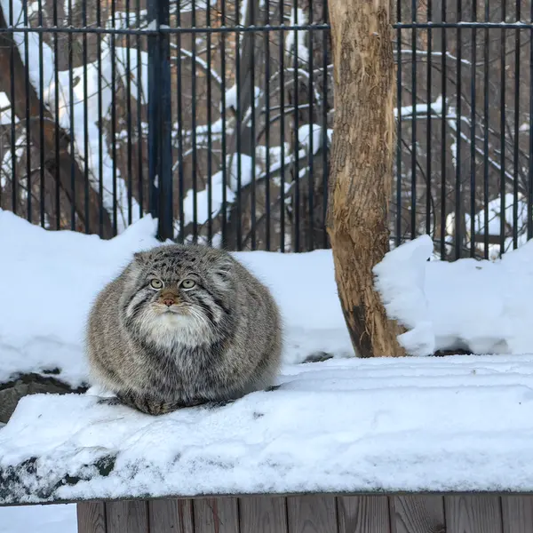 A photograph of Son of Eve 2023 Ⅳ in Novosibirsk Zoo