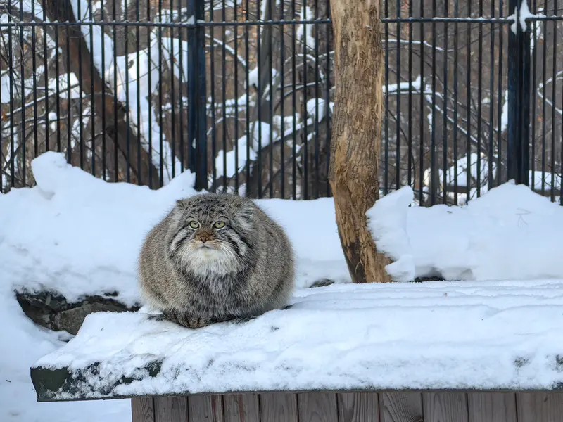 A photograph of Son of Eve 2023 Ⅳ in Novosibirsk Zoo