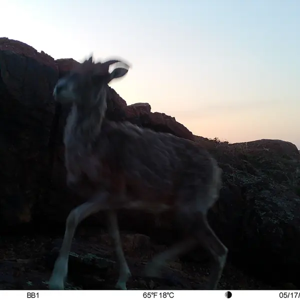 A photograph of Argali from Aktas-Kunkora camera trap
