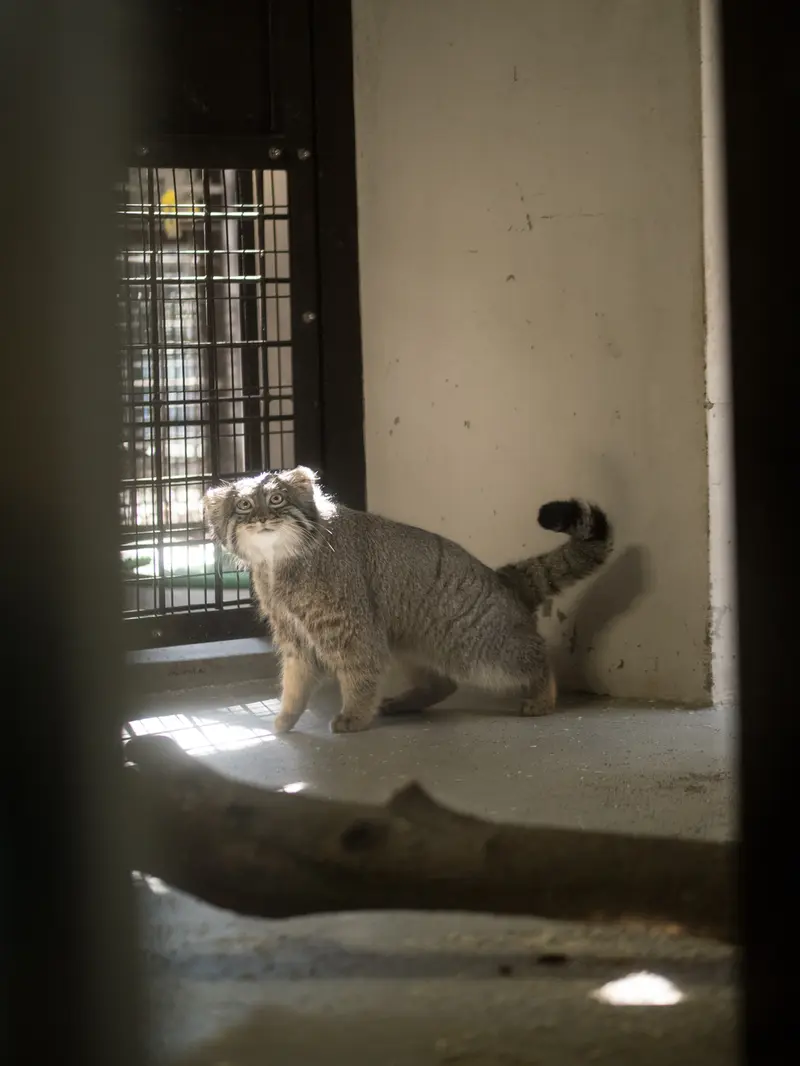 A photograph of Figa in Nogeyama Zoo