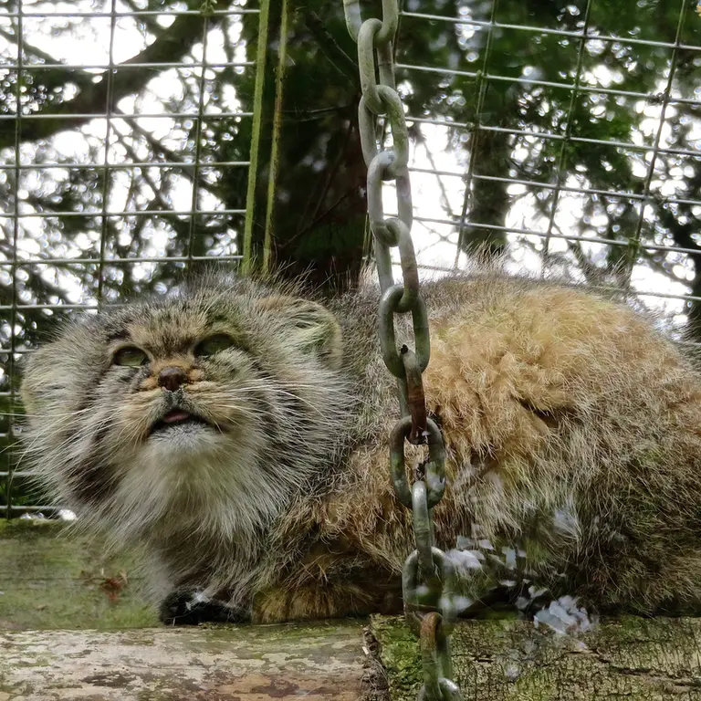 A photograph of Buck in Banham Zoo