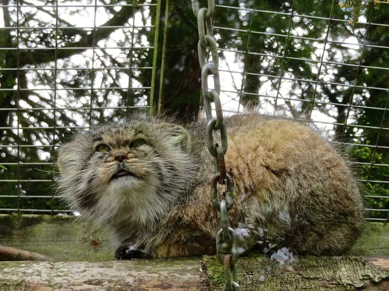 A photograph of Buck in Banham Zoo