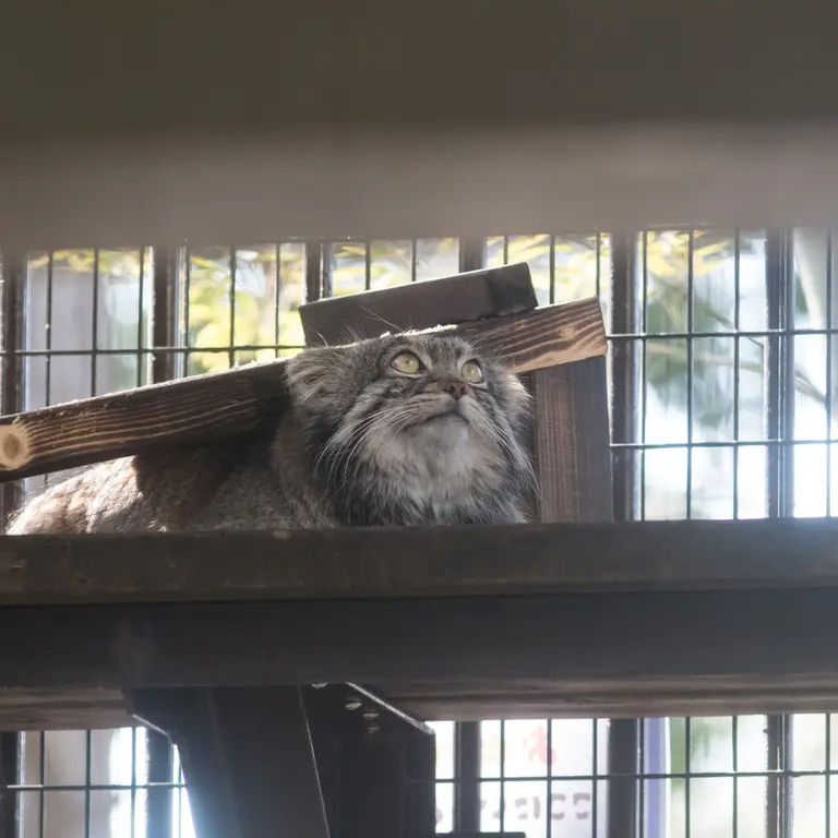 A photograph of Figa in Nogeyama Zoo