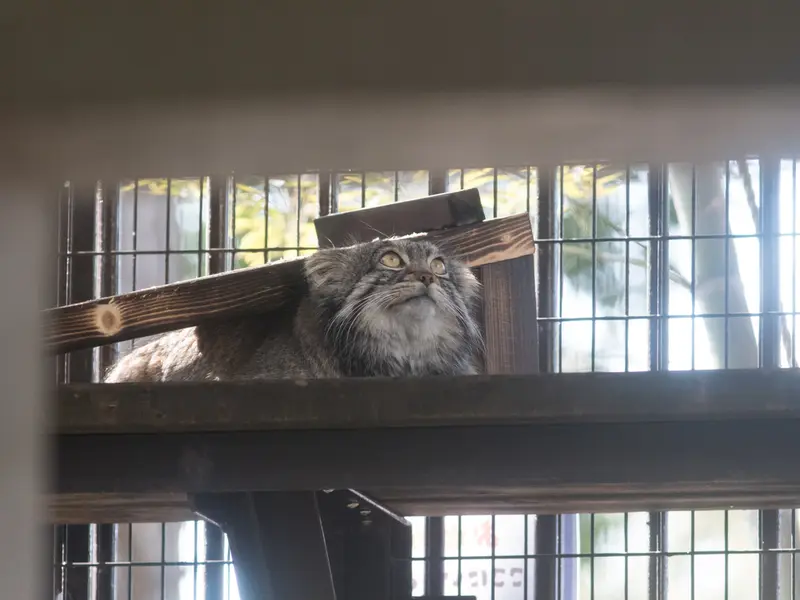 A photograph of Figa in Nogeyama Zoo