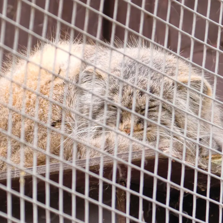 A photograph of Aysen in Košice Zoo