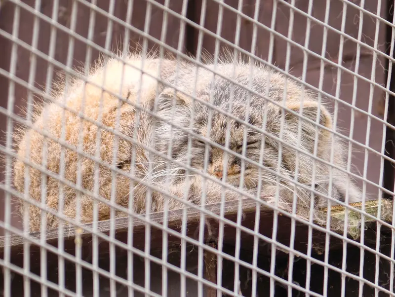 A photograph of Aysen in Košice Zoo