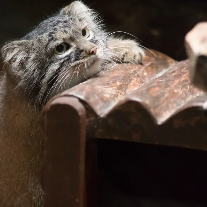 A photograph of Shafran in Ueno Zoological Gardens