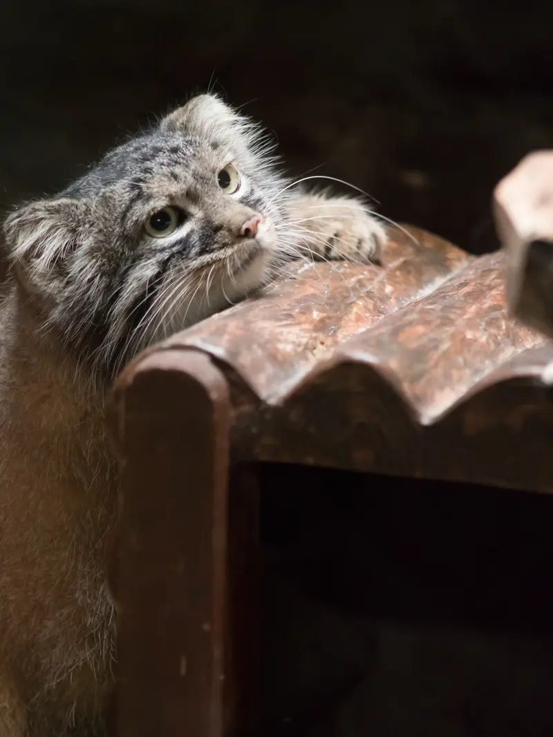 A photograph of Shafran in Ueno Zoological Gardens