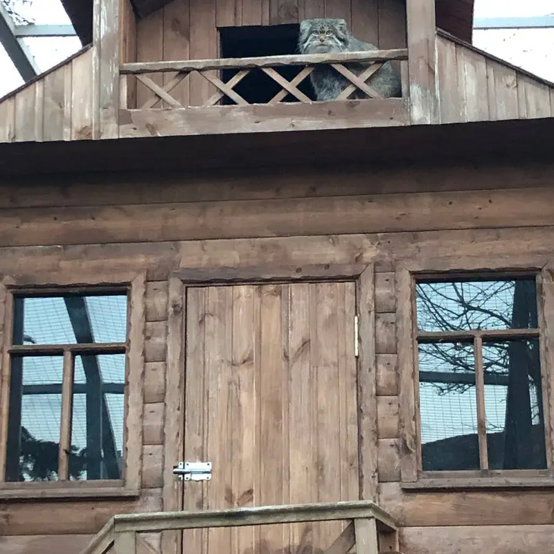 A photograph of Altay in Izhevsk Zoo (Udmurt Zoo)