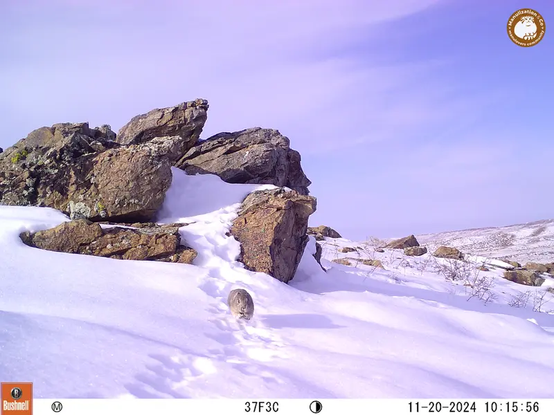 A photograph of Pika from Karashoky camera trap