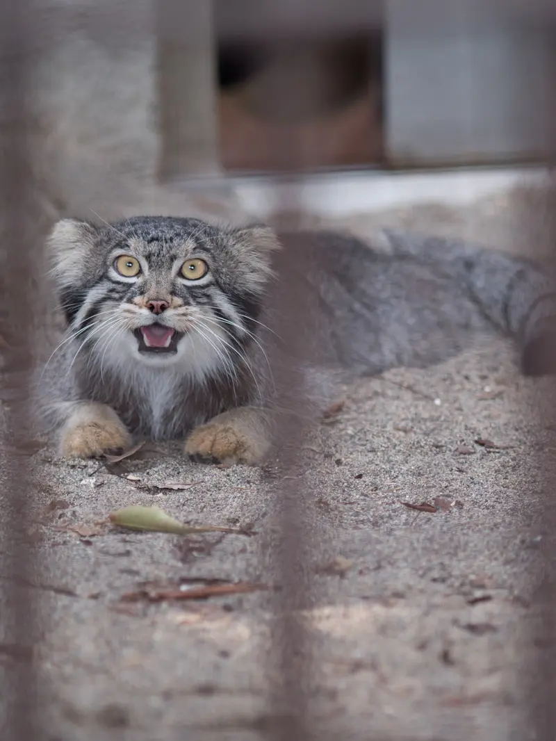 A photograph of Figa in Nogeyama Zoo