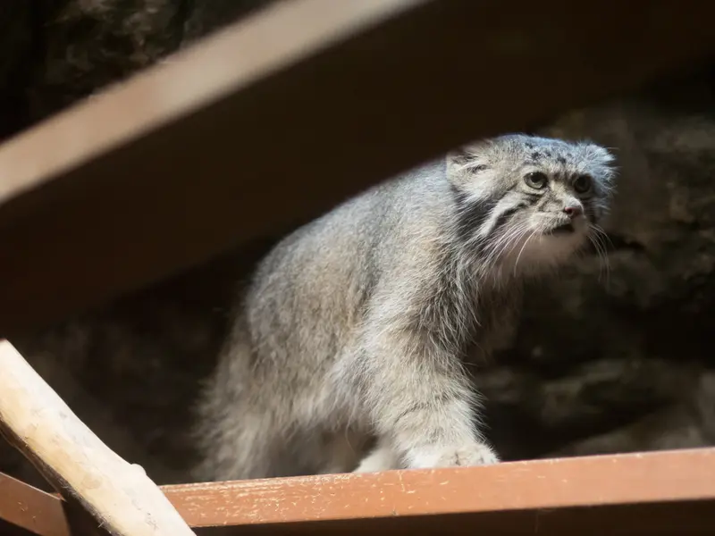 A photograph of Klyon in Ueno Zoological Gardens