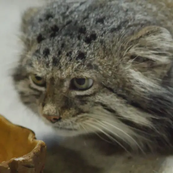 A photograph of a Pallas's cat in Ueno Zoological Gardens