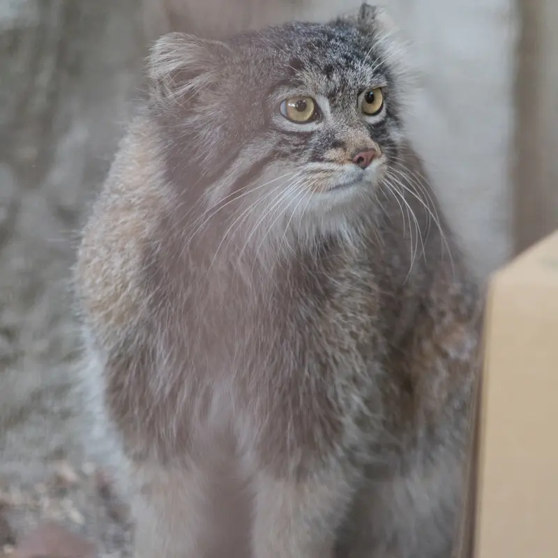 A photograph of Figa in Nogeyama Zoo