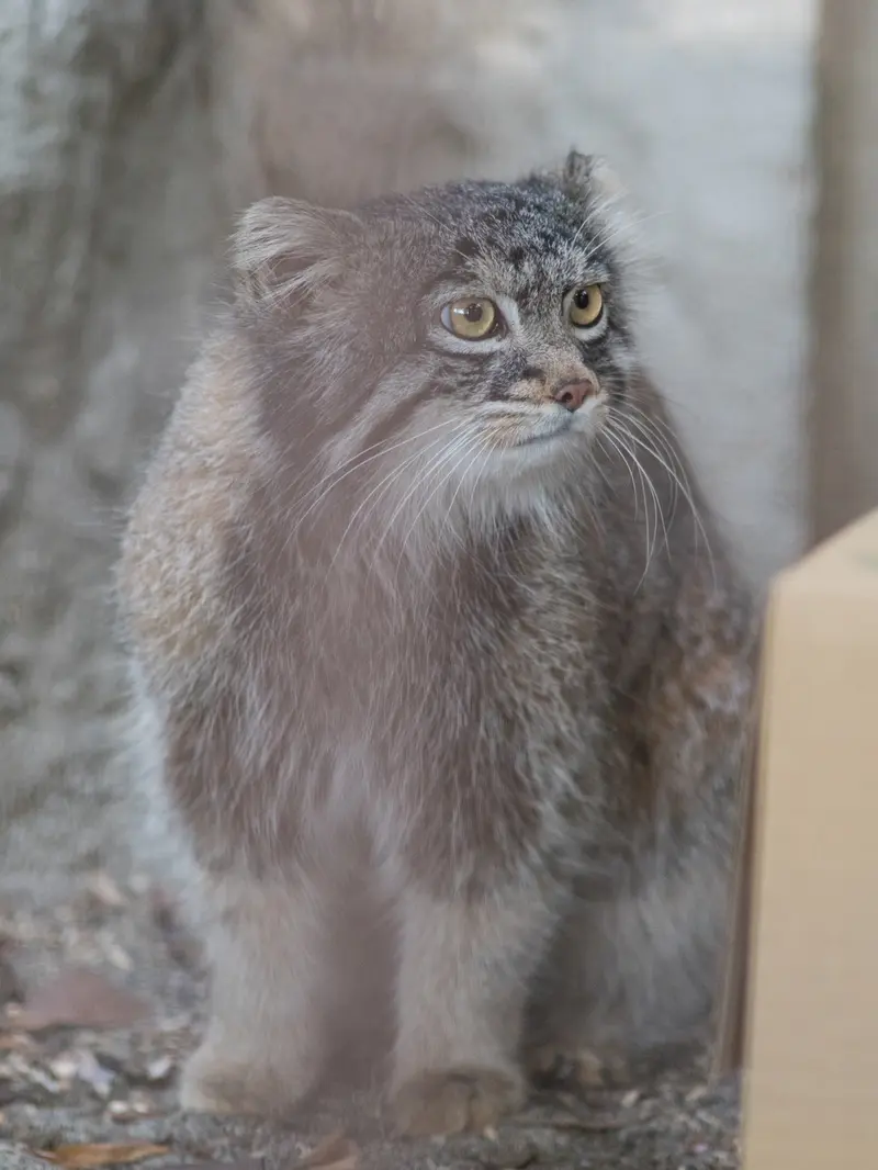 A photograph of Figa in Nogeyama Zoo