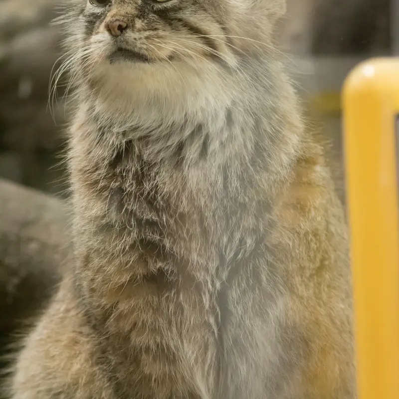 A photograph of Primula in Ueno Zoological Gardens