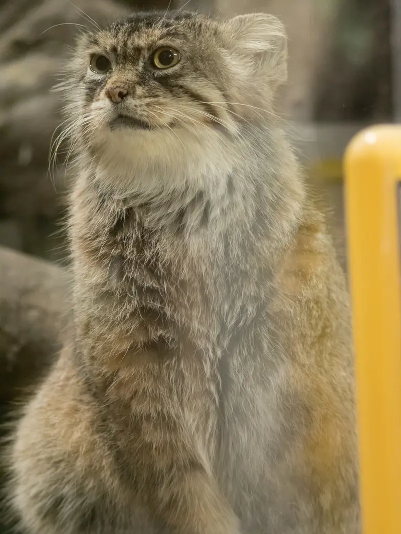 A photograph of Primula in Ueno Zoological Gardens