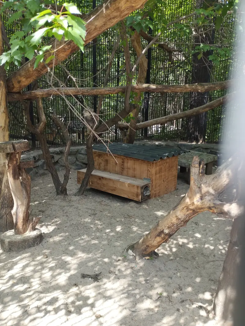 A photograph of a Pallas's cat in Novosibirsk Zoo