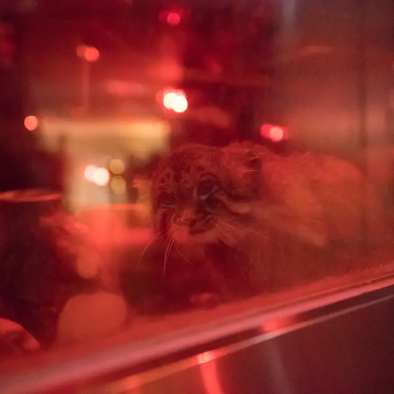 A photograph of Naim in Ueno Zoological Gardens