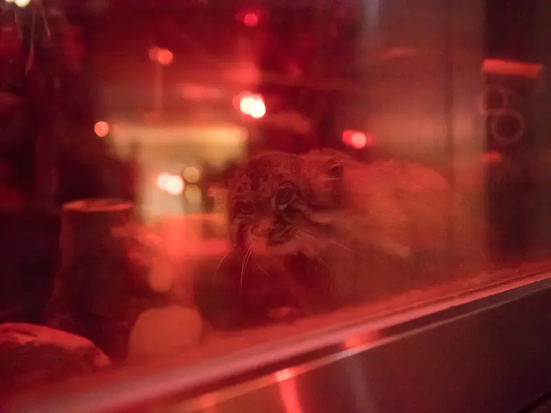 A photograph of Naim in Ueno Zoological Gardens