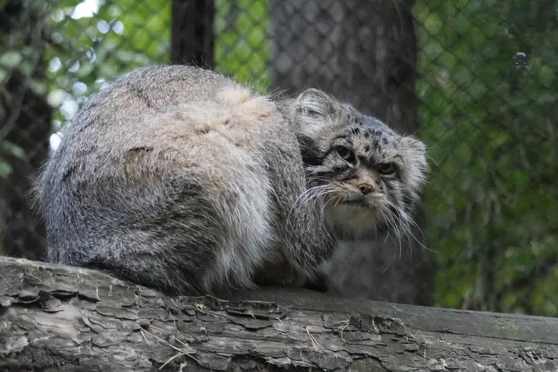 A photograph of George in Novosibirsk Zoo