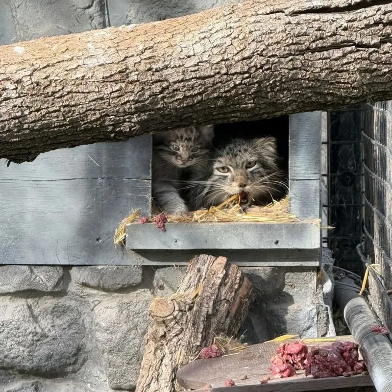 A photograph of a Pallas's cat