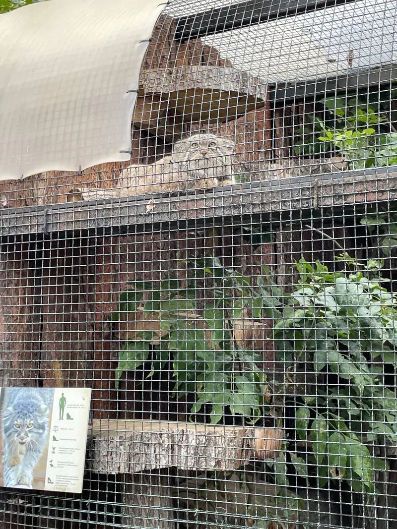 A photograph of a Pallas's cat in Leningrad zoo