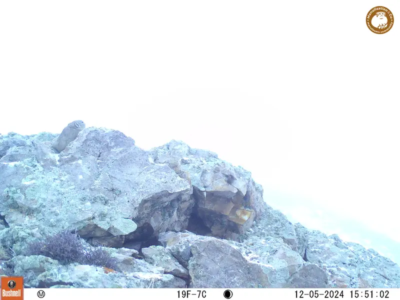 A photograph of Pika from Besshoky 1 camera trap