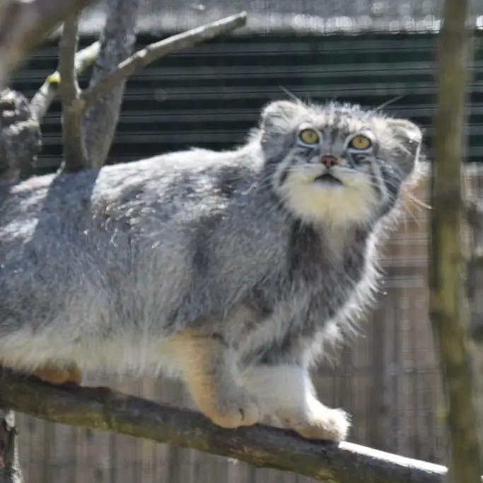 A photograph of a Pallas's cat