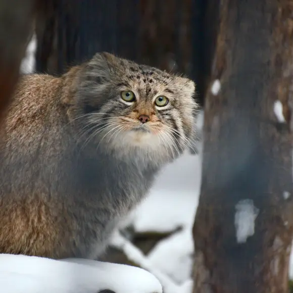 A photograph of Sheb in Novosibirsk Zoo
