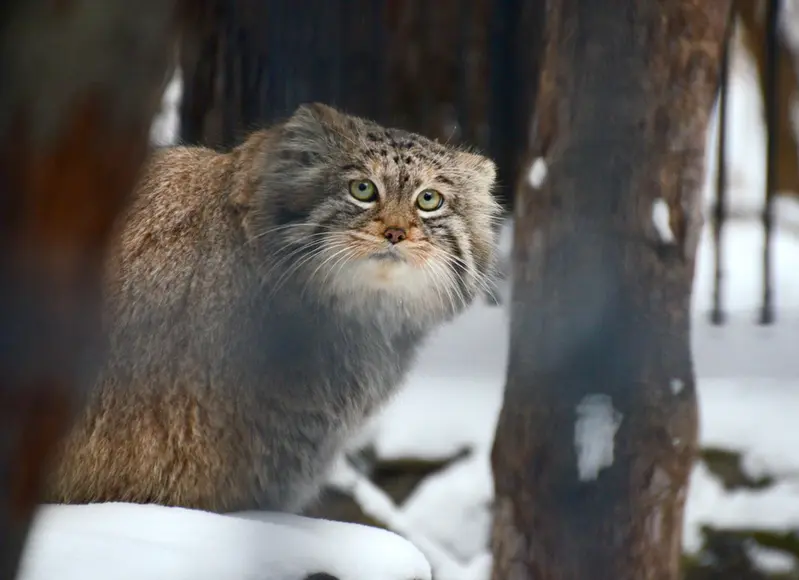 A photograph of Sheb in Novosibirsk Zoo