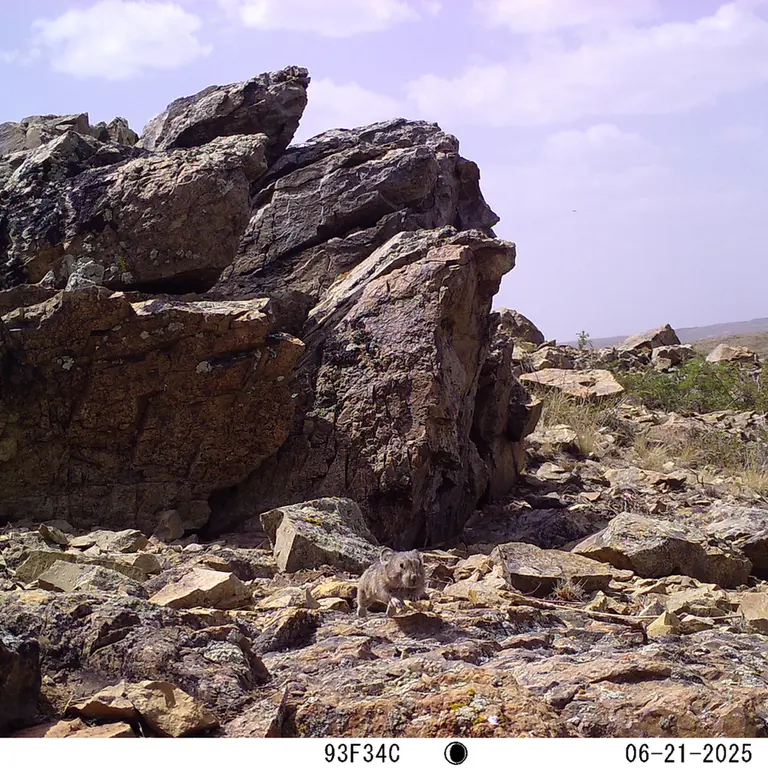 A photograph of Kazakh pika from Karashoky [new] camera trap