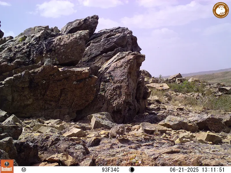A photograph of Kazakh pika from Karashoky [new] camera trap